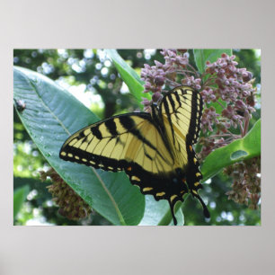Poster Borboleta Rabo de Andorinha I em Asclepia em Shena