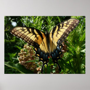 Poster Borboleta Rabo de Andorinha III Foto Colorida Boni