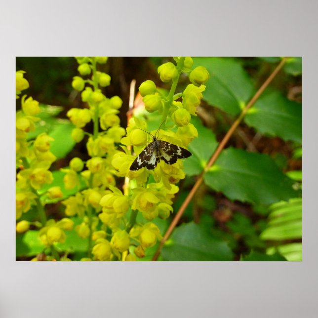 Póster Borboleta Redwood e Flores Silvestres de Uva de Or (Frente)