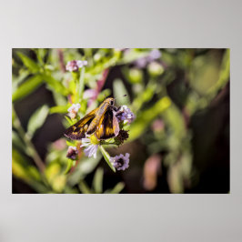 Poster Borboleta-salta-tio