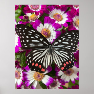 Poster Borboleta sobre flores de cinerária