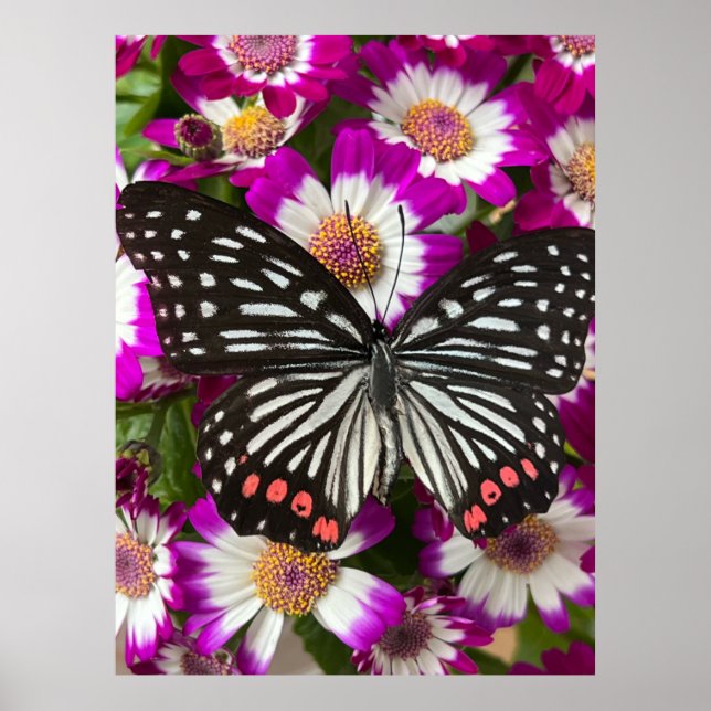 Poster Borboleta sobre flores de cinerária (Frente)