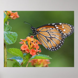 Poster Borboleta soldado (Danaus eresimus) alimentada com