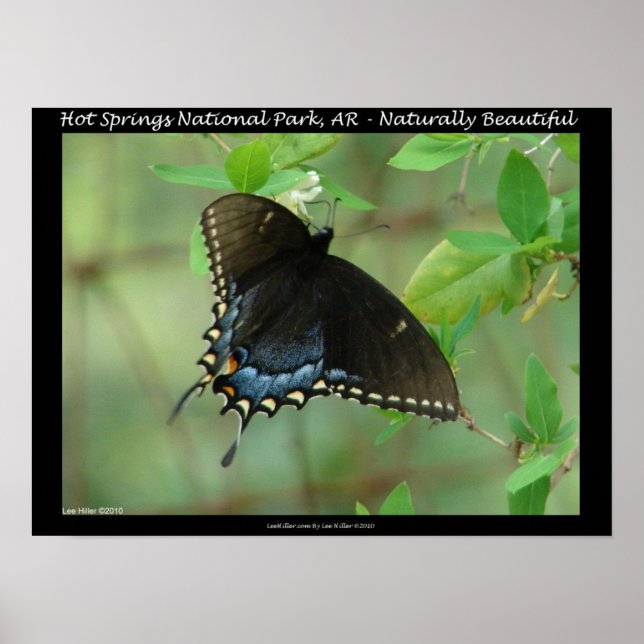 Poster Borboleta Swallowtail do Parque Nacional dos Prima (Frente)