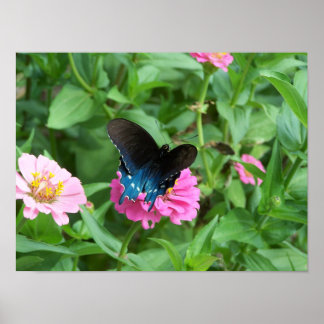 Póster Borboleta Um de Smitty