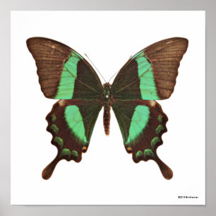 Poster Borboleta Verde