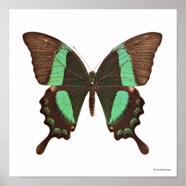 Poster Borboleta Verde (Frente)