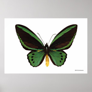 Poster Borboleta verde de Birdwing