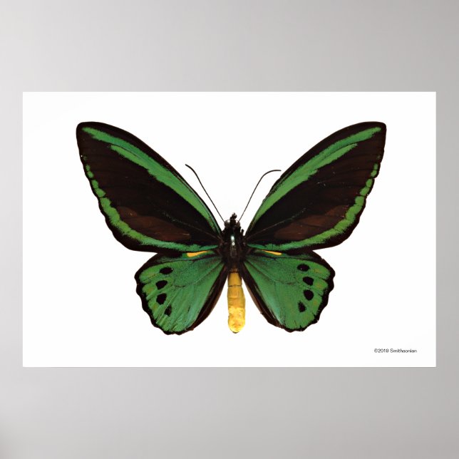 Poster Borboleta Verde de Birdwing (Frente)