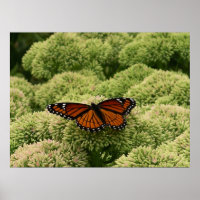 Borboleta Viceroy Belo Caráter Fotografia