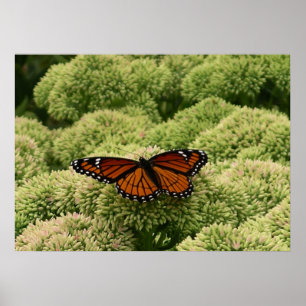 Póster Borboleta Viceroy Fotografia da Natureza Bonita