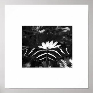 Póster Borboleta Zebra B&W em Branco