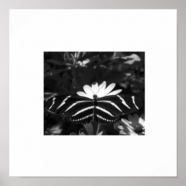Póster Borboleta Zebra B&W em Branco (Frente)