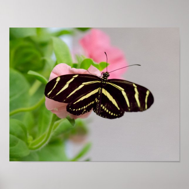 Poster Borboleta Zebra Longwing (Frente)