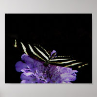 Borboleta Zebra Longwing