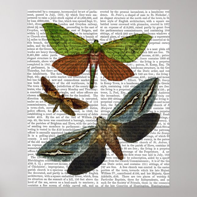 Poster Borboletas 4 (Frente)