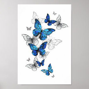 Poster Borboletas Azuis Morpho
