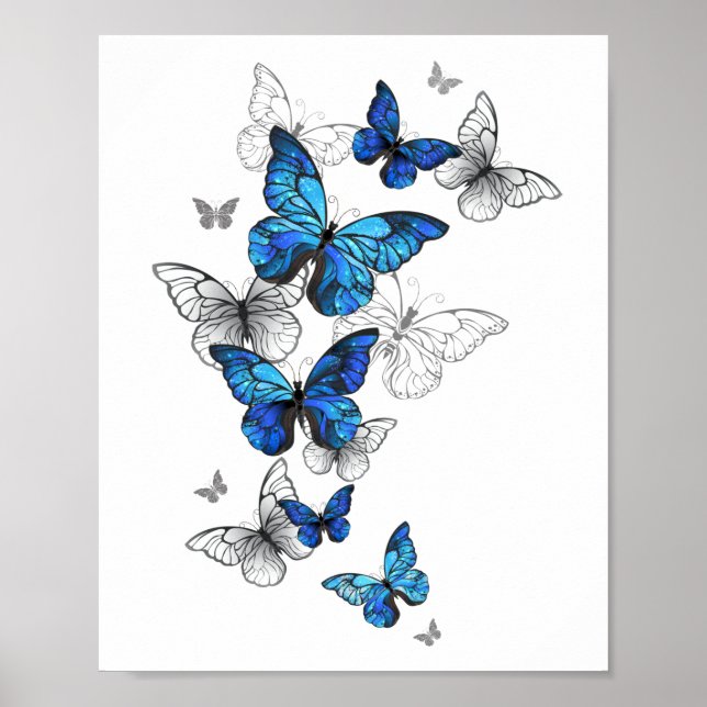 Poster Borboletas Azuis Morpho (Frente)