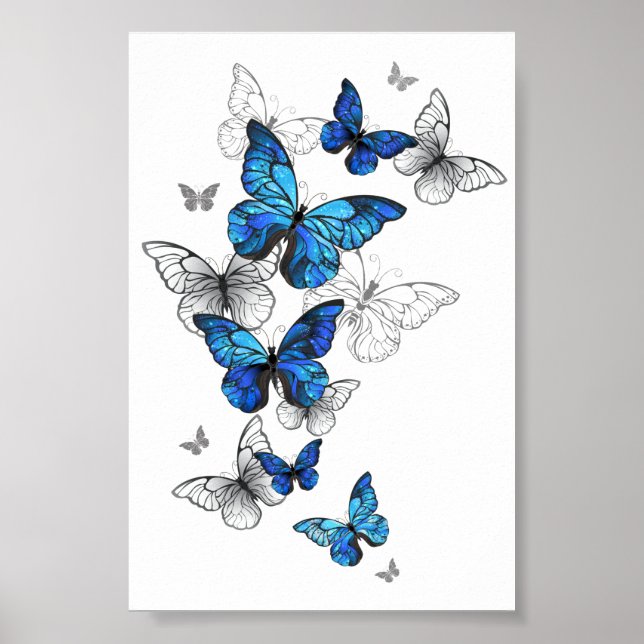 Poster Borboletas Azuis Morpho (Frente)