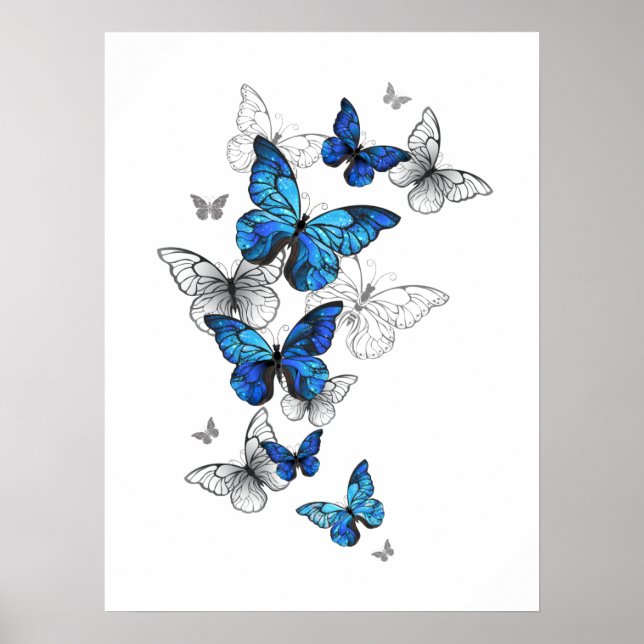 Poster Borboletas Azuis Morpho (Frente)