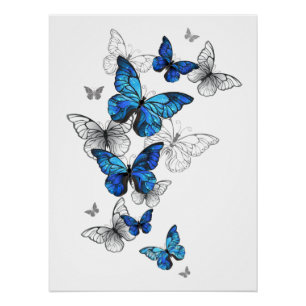 Póster Borboletas Azuis Morpho