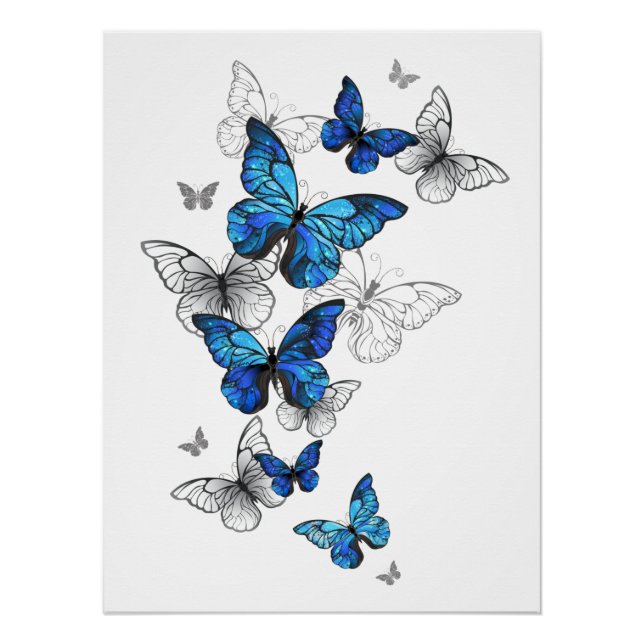 Póster Borboletas Azuis Morpho (Frente)