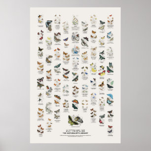 Poster Borboletas - Biblioteca do Naturalista