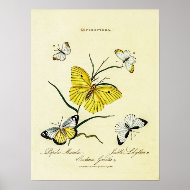 Poster Borboletas Britânicas Vintage (Frente)