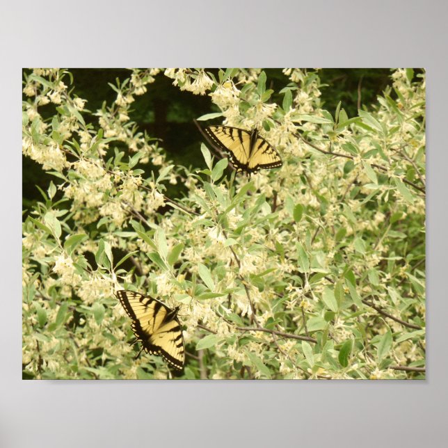 Poster Borboletas de cauda variável em arbustos com flor (Frente)