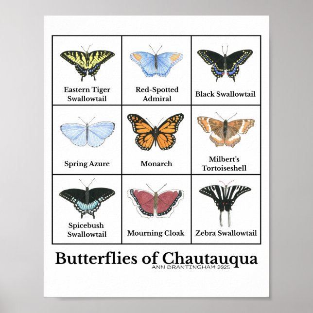 Poster Borboletas de Chautauqua (Frente)