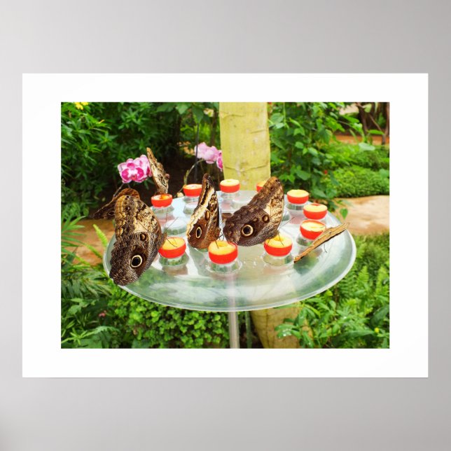 Póster Borboletas de coroa (Frente)