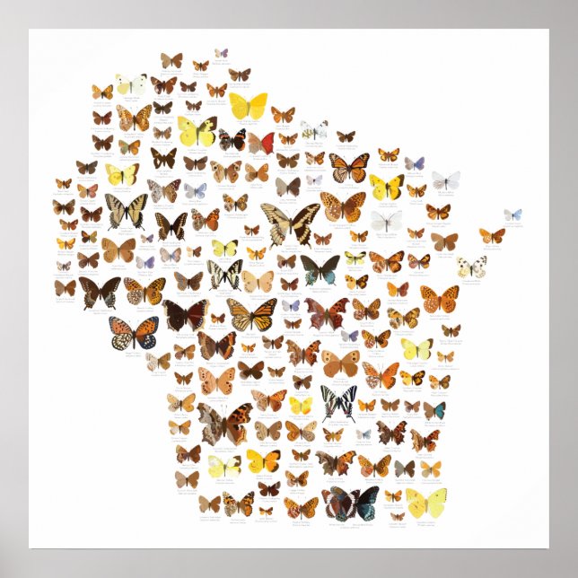 Poster Borboletas de Wisconsin (Frente)