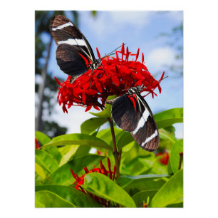 Póster Borboletas de zebra longevas em flores vermelhas