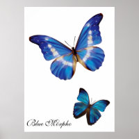 Borboletas do Morpho Azul
