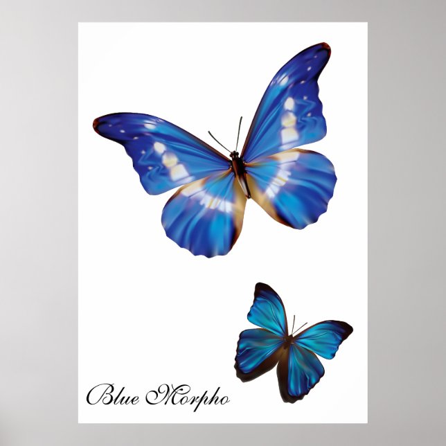 Póster Borboletas do Morpho Azul (Frente)