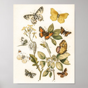 Poster Borboletas e mariposas por William Forsell Kirby
