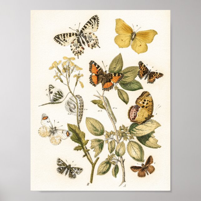 Poster Borboletas e mariposas por William Forsell Kirby (Frente)