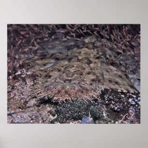 Poster Borboletas e Wobbegong