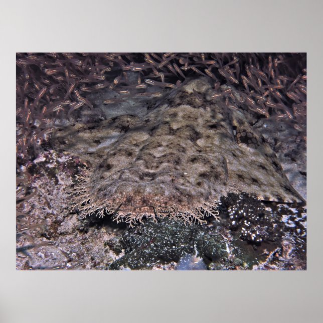 Poster Borboletas e Wobbegong (Frente)