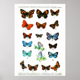 Póster Borboletas europeias (Porta 06)