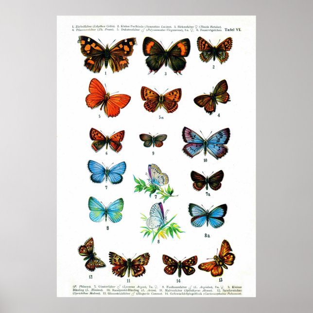 Póster Borboletas europeias (Porta 06) (Frente)