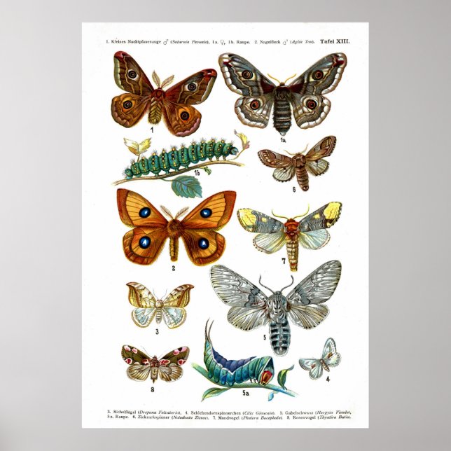 Poster Borboletas europeias (Porta 13) (Frente)