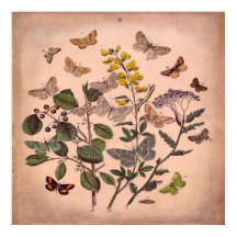 Borboletas Florais Botânicas Vintage Rosa Russo