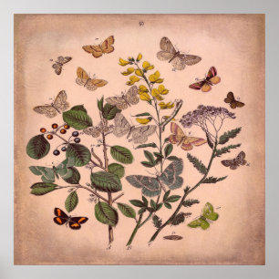 Poster Borboletas Florais Botânicas Vintage Rosa Russo