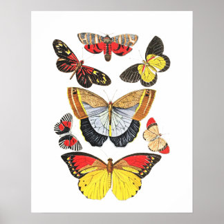 Poster Borboletas, Fundo Transparente,