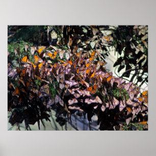 Póster Borboletas Monarcas