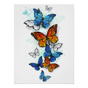 Póster Borboletas voadoras Morpho e Monarca