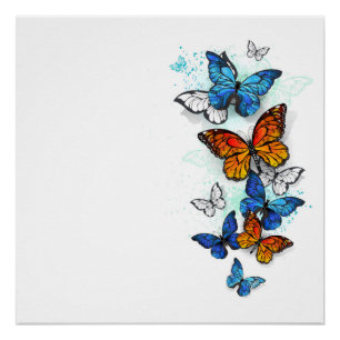 Póster Borboletas voadoras Morpho e Monarca
