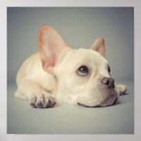 Bord French Bulldog