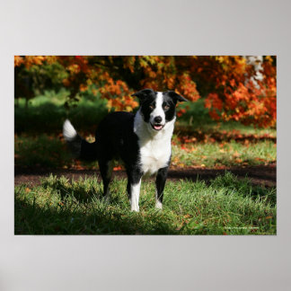 Poster Borda Collie Autumn Permanente